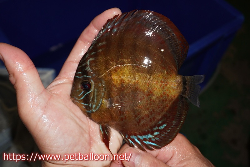 画像3: 【ディスカス】【通販】【超希少種 国産ブリード】ジャパニーズタンジェリンドリーム アッパーテフェロイヤルグリーン(wild ♂)×ラーゴパラコニブラッドレッドF2(breed ♀)【個体販売】13cm(生体)(籠谷氏ブリード個体) (3)