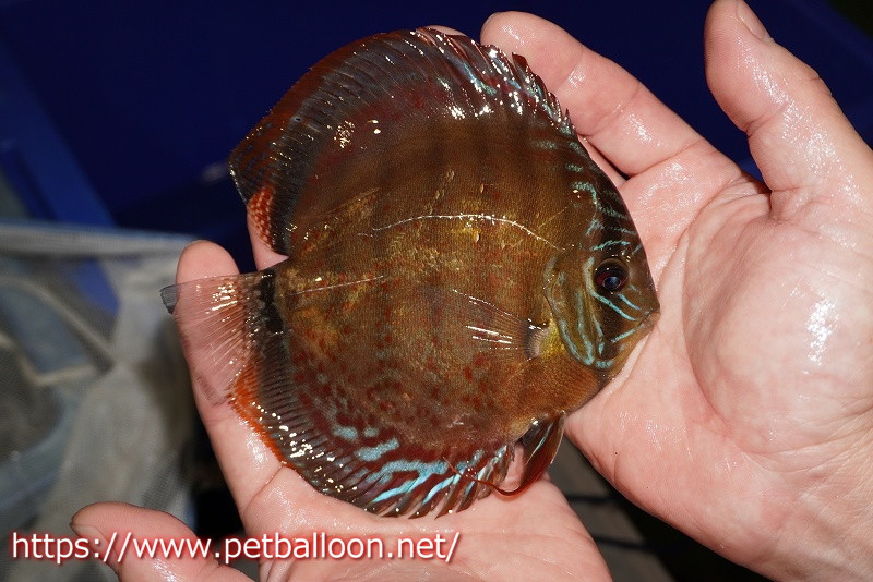 画像4: 【ディスカス】【通販】【超希少種 国産ブリード】ジャパニーズタンジェリンドリーム アッパーテフェロイヤルグリーン(wild ♂)×ラーゴパラコニブラッドレッドF2(breed ♀)【個体販売】13cm(生体)(籠谷氏ブリード個体) (4)