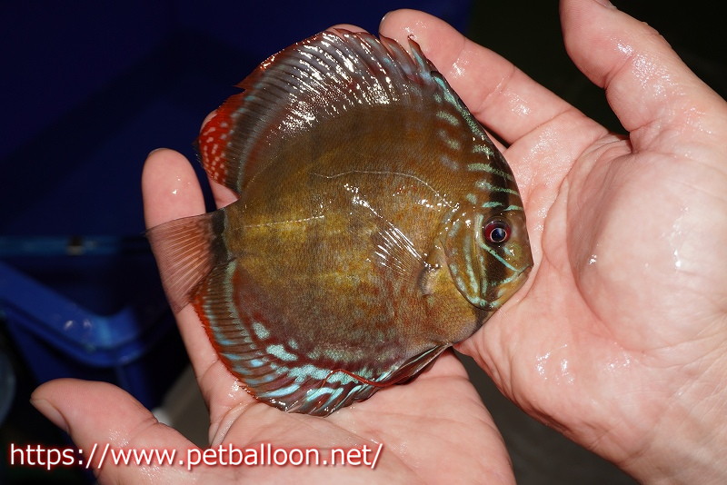 画像3: 【ディスカス】【通販】【超希少種 国産ブリード】ジャパニーズタンジェリンドリーム アッパーテフェロイヤルグリーン(wild ♂)×ラーゴパラコニブラッドレッドF2(breed ♀)【個体販売】12cm (生体)(籠谷氏ブリード個体) (3)