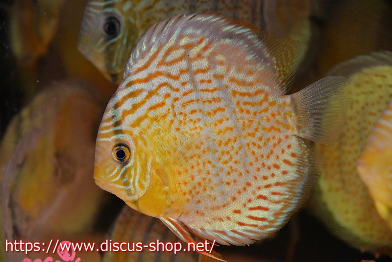 78%OFF!】 キングバイパー 約13cm ディスカス 生体 淡水魚 fucoa.cl
