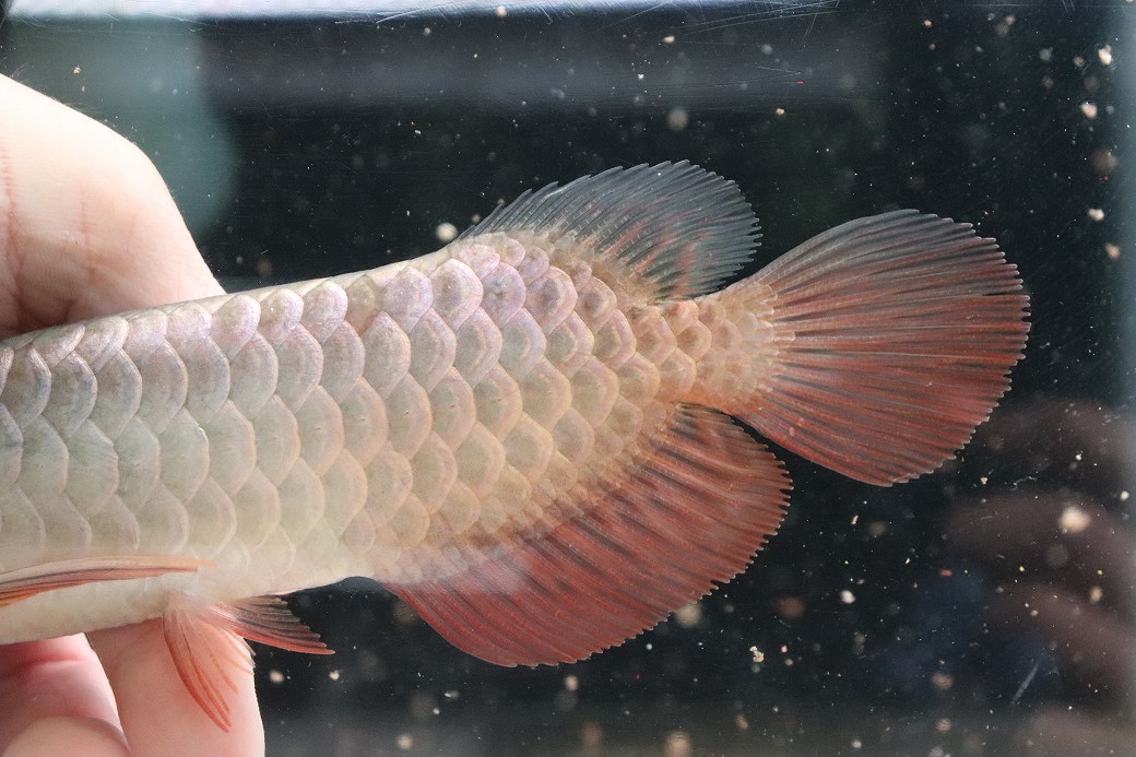 増補改訂版 釣魚図鑑 釣った魚がすぐわかる！347種網羅！毒魚