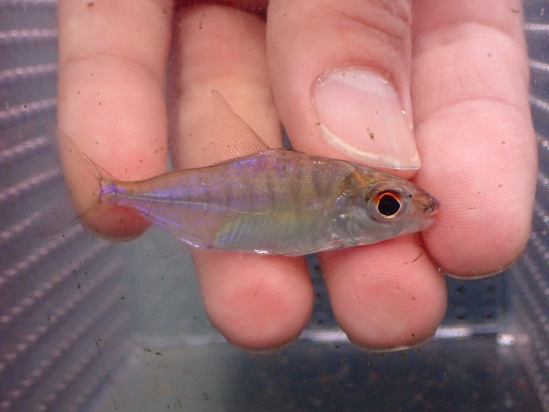 淡水魚】【通販】特価 No1 エロンガータパクー シングー産 ワイルド【個体販売】(±5-6cm)（大型魚）（生体）（熱帯魚）NKO -  ペットバルーン ネットショップ
