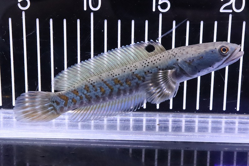 淡水魚 激安 大きめ チャンナ Sp プルクラ 個体販売 15cm スネークヘッド 大型魚 生体 熱帯魚 Nko ペットバルーン ネットショップ