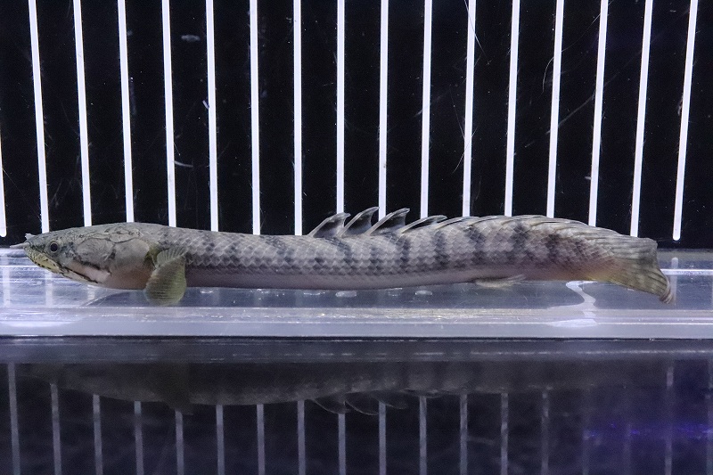 淡水魚】No3 ポリプテルス ウィークシー ワイルド【個体販売