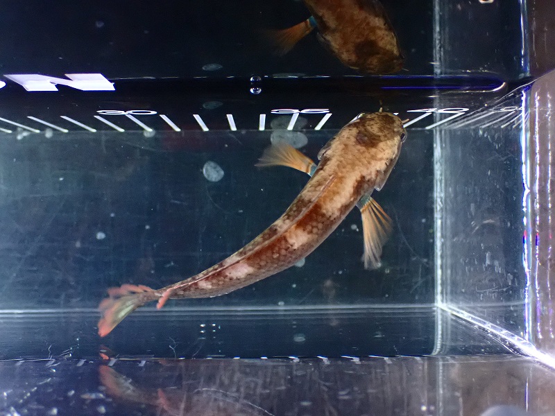 淡水魚】【通販】大特価 No2 アイズファイヤースネークヘッド
