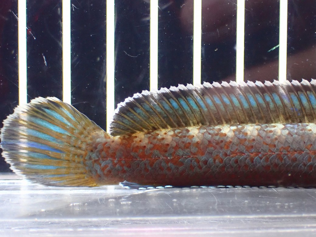 淡水魚】【通販】青み強い チャンナsp ゴールドダスト
