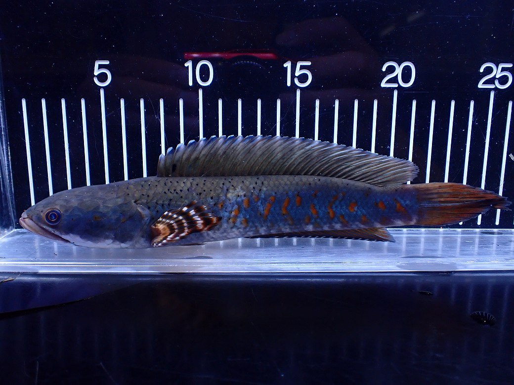 淡水魚】【通販】爆安 青強い 大きい チャンナ プルクラ【個体販売