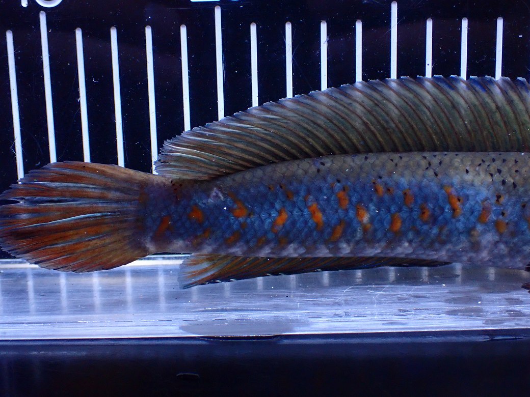 熱帯魚 チャンナプルクラ 2匹 淡水魚】【通販】爆安 青強い 大きい チャンナ プルクラ【個体販売