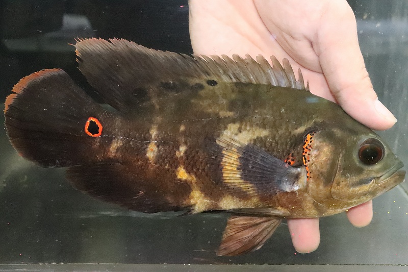 淡水魚 在庫処分 激安 No5 ブラジル便 ワイルドオスカー イガラッペアスー産 個体販売 21cm 大型魚 生体 熱帯魚 Nko ペットバルーン ネットショップ 淡水魚 在庫処分 激安 No5 ブラジル便 ワイルドオスカー イガラッペアスー産 個体販売 21cm 大型魚 生体 熱帯魚 Nko ペットバルーン ネットショップ