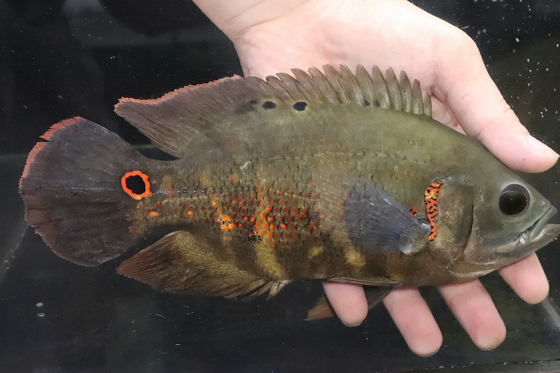 淡水魚 在庫処分 激安 No6 ブラジル便 ワイルドオスカー イガラッペアスー産 個体販売 22cm 大型魚 生体 熱帯魚 Nko ペットバルーン ネットショップ 淡水魚 在庫処分 激安 No6 ブラジル便 ワイルドオスカー イガラッペアスー産 個体販売 22cm 大型魚 生体 熱帯魚 Nko ペットバルーン ネットショップ