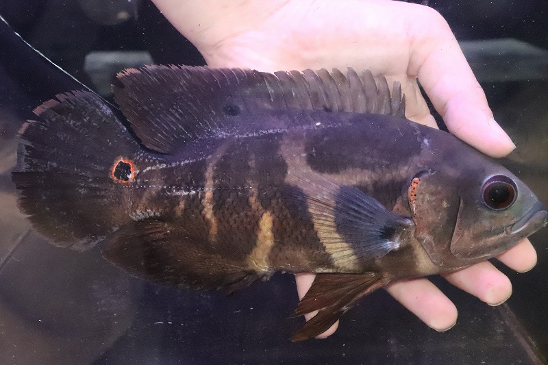 超人気 ±4-5cm 大型魚 生体 熱帯魚 NKO qdtek.vn 超人気 ±4-5cm 大型魚 生体 熱帯魚 NKO qdtek.vn