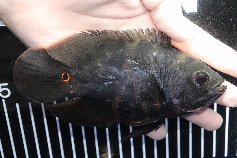 正規品 淡水魚 ブラジル ベレン便 ワイルド オスカー トカンチンス産 1匹 14cm 生体 大型魚 熱帯魚 Nko リアルサープラス Nepalraftar Com 正規品 淡水魚 ブラジル ベレン便 ワイルド オスカー トカンチンス産 1匹 14cm 生体 大型魚 熱帯魚 Nko リアルサープラス Nepalraftar Com