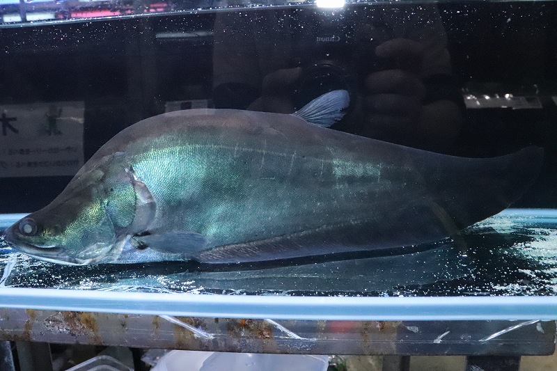 淡水魚 表示価格より半額 激レア ビッグサイズ ロピスナイフフィッシュ ワイルド 1匹 サンプル画像 40 45cm 生体 熱帯魚 ｎｋｏ ペットバルーン ネットショップ