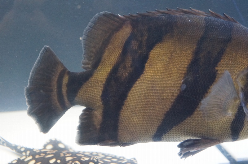 シャムタイガー ダトニオ 熱帯魚 剥製 魚