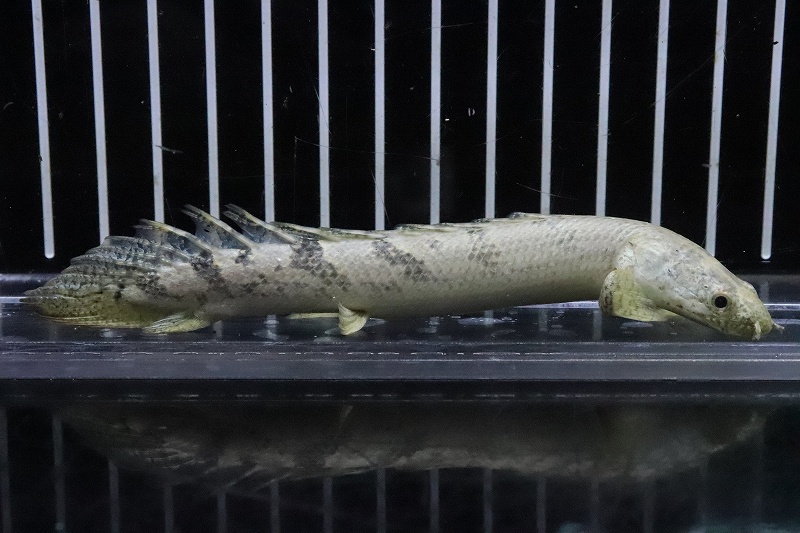 画像1: 【淡水魚】No.m ポリプテルス ロイヤルバンド デルヘッジィ(タイガーバンド)【個体販売】(±12cm)(大型魚)(生体)(熱帯魚)NKO (1)