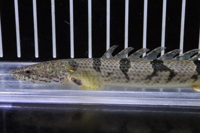淡水魚 大特価 No1 ポリプテルス ロイヤルバンドデルヘッジィ コンゴ産 ワイルド 個体販売 15cm 大型魚 生体 熱帯魚 Nko ペットバルーン ネットショップ 淡水魚 大特価 No1 ポリプテルス ロイヤルバンドデルヘッジィ コンゴ産 ワイルド 個体販売 15cm 大型魚 生体 熱帯魚 Nko ペットバルーン ネットショップ