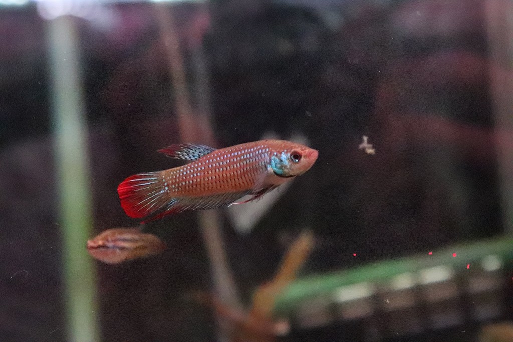 淡水魚 ワイルドフォーム インベリストランブルーベタ 個体販売 ベタ 生体 淡水 Nkbt ペットバルーン ネットショップ 淡水魚 ワイルドフォーム インベリストランブルーベタ 個体販売 ベタ 生体 淡水 Nkbt ペットバルーン ネットショップ