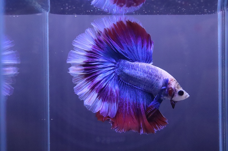 淡水魚 No3 ハーフムーン ベタ 個体販売 ベタ 生体 熱帯魚 Nkbt ペットバルーン ネットショップ