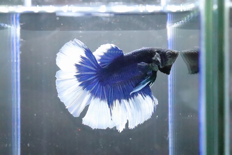 淡水魚 No31 ブルーバタフライベタ ハーフムーン 個体販売 ベタ 生体 熱帯魚 Nko ペットバルーン ネットショップ