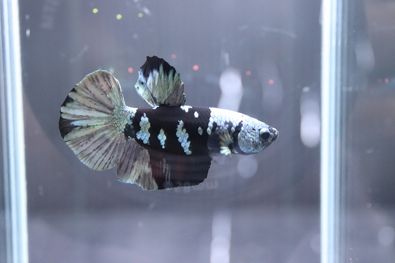 淡水魚】特価 No34 ハーフムーンプラカット アバター【個体販売】(ベタ ...