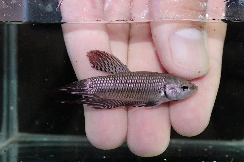 淡水魚】大特価 No3 マハチャイ【1ペア 個体販売】（ベタ