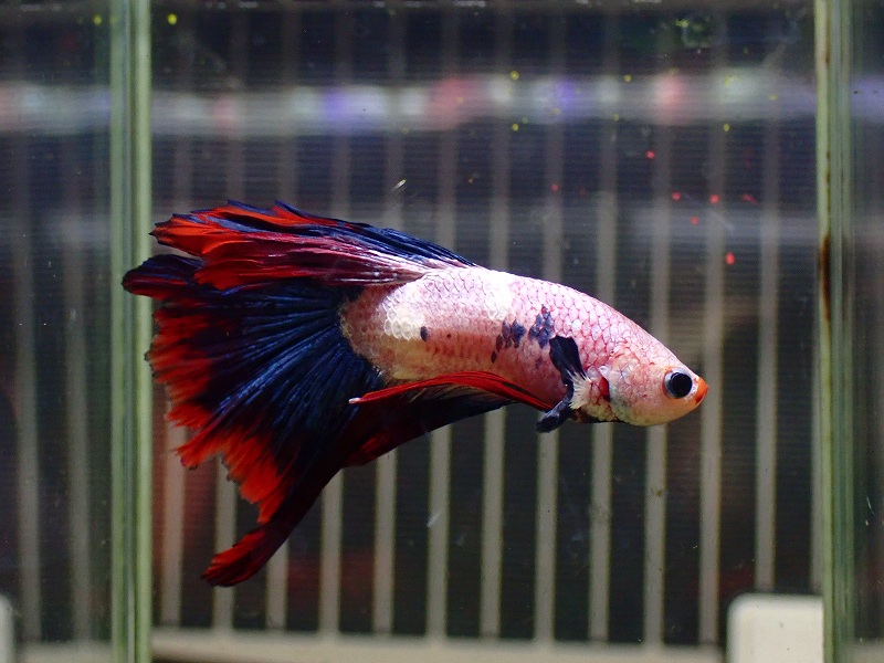 淡水魚】No3 ハーフムーン ベタ【個体販売】（ベタ）（生体