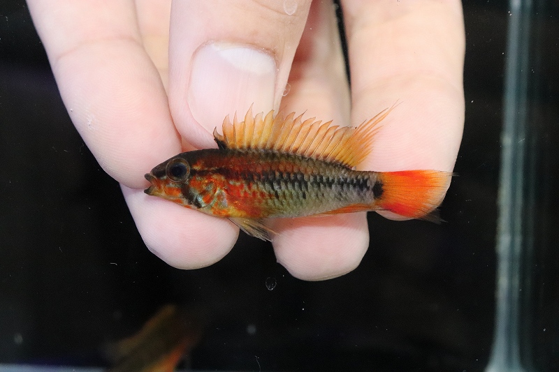 淡水魚】極赤 オスメス赤い アピストグラマ ヴィエジタ