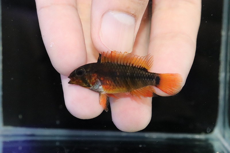 淡水魚】極赤 オスメス赤い アピストグラマ ヴィエジタ