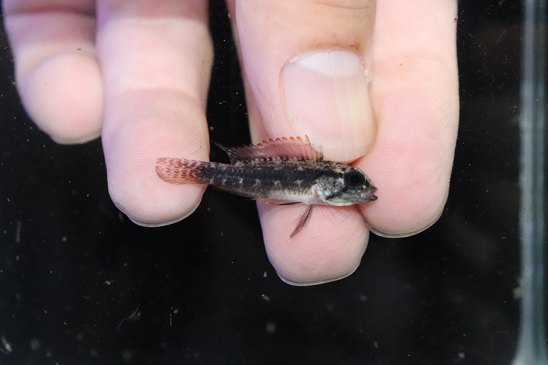 淡水魚】【通販】特価 No3 アピストグラマ エリザベサエ サン