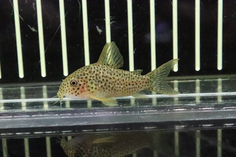 淡水魚 レア種 コリドラスsp イエローガラナ シノッピ産 ワイルド 1匹 サンプル画像販売 5cm コリドラス 生体 熱帯魚 Nkｃｒ ペットバルーン ネットショップ