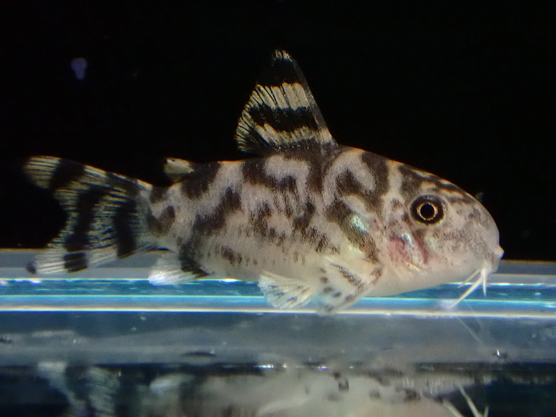 淡水魚】大特価 コリドラス ゼブリーナ ＣＷ－111【1匹 サンプル画像】(±2.5-3cm)(コリドラス)(生体)(熱帯魚)NKCR - ペット バルーン ネットショップ