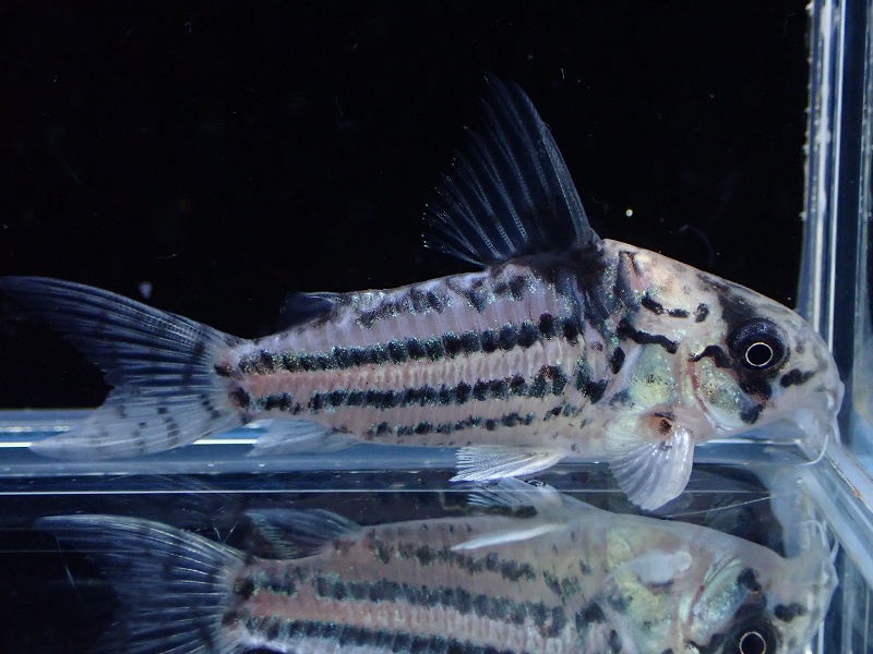 淡水魚】激レア ハイブリッド？ コリドラス sp コルレア【個体販売 ...