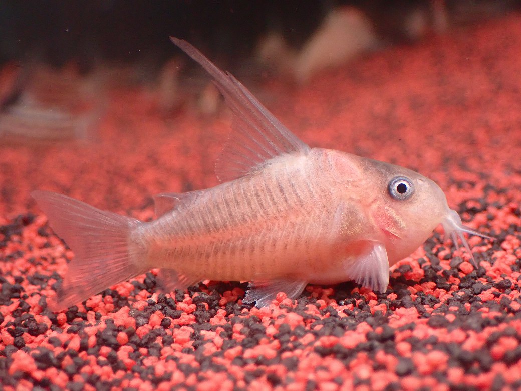 画像1: 【淡水魚】【通販】業界初入荷ペア販売 超激レア プラチナ コリドラス コルレア【1ペア 個体販売】(±5cm)(生体)(熱帯魚)NKCR (1)