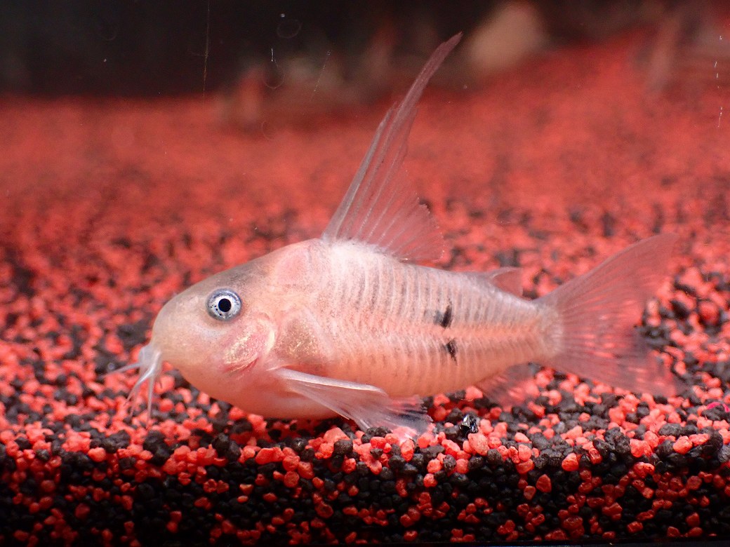 画像2: 【淡水魚】【通販】業界初入荷ペア販売 超激レア プラチナ コリドラス コルレア【1ペア 個体販売】(±5cm)(生体)(熱帯魚)NKCR (2)