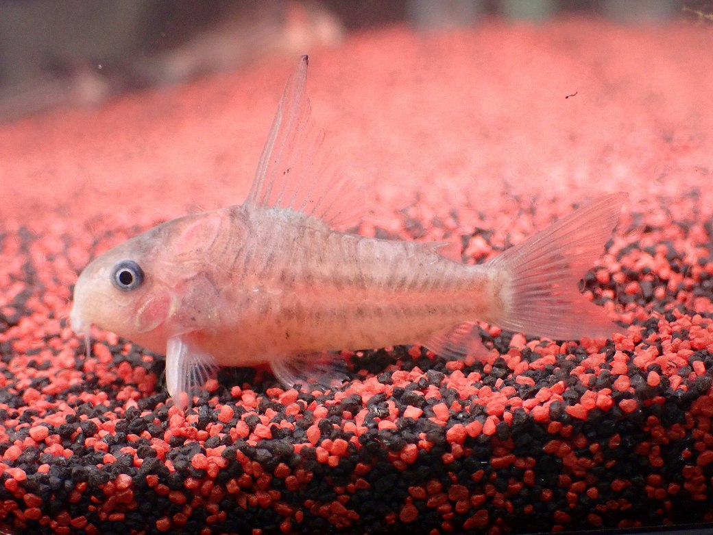 画像4: 【淡水魚】【通販】業界初入荷ペア販売 超激レア プラチナ コリドラス コルレア【1ペア 個体販売】(±5cm)(生体)(熱帯魚)NKCR (4)