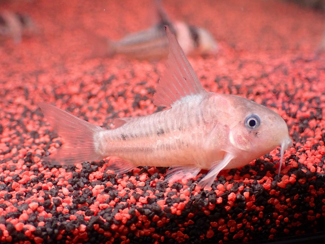 画像5: 【淡水魚】【通販】業界初入荷ペア販売 超激レア プラチナ コリドラス コルレア【1ペア 個体販売】(±5cm)(生体)(熱帯魚)NKCR (5)