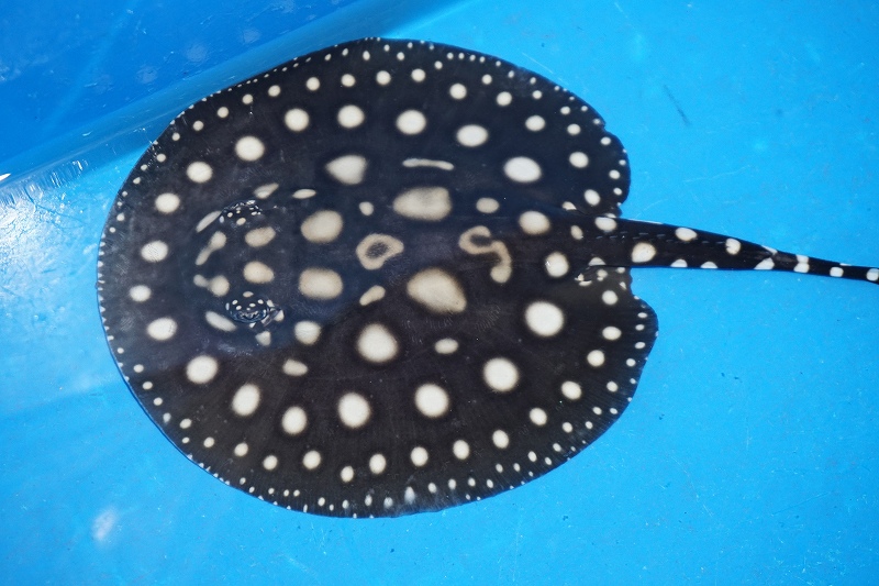 淡水魚 淡水エイ ブラックダイヤモンドポルカ 個体販売 個体 大型魚 生体 熱帯魚 Nko ペットバルーン ネットショップ