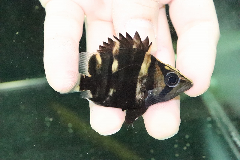 淡水魚 超大特価 超超超激レア ショートボディ ダトニオプラスワン 個体販売 6cm 大型魚 生体 淡水 nko ペットバルーン ネットショップ 淡水魚 超大特価 超超超激レア ショートボディ ダトニオプラスワン 個体販売 6cm 大型魚 生体 淡水 nko ペットバルーン ネットショップ