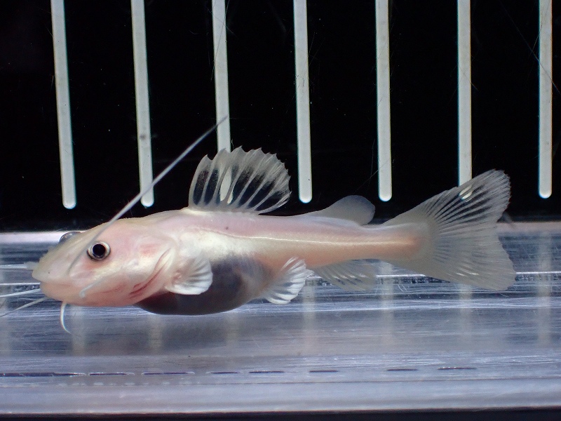 淡水魚】【通販】激安 プラチナ レッドテールキャット【1匹