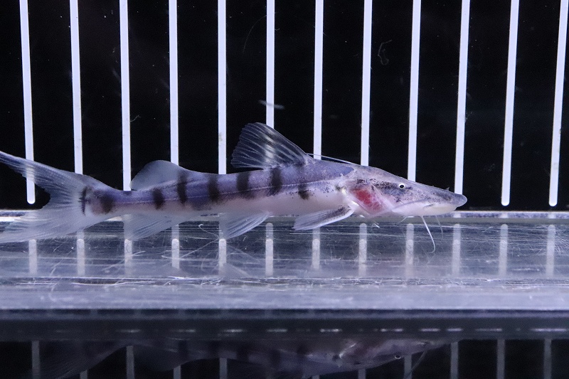 淡水魚 大特価 No1 ゼブラキャット コロンビア産 ワイルド 個体販売 9cm ナマズ 生体 熱帯魚 Nko ペットバルーン ネットショップ