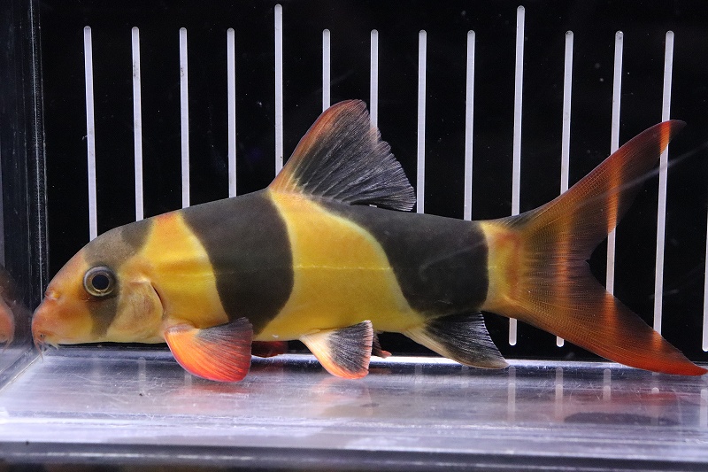 熱帯魚 金魚のごはん おとひめEP2 100g アクアリウム ザリガニ - 魚のエサ