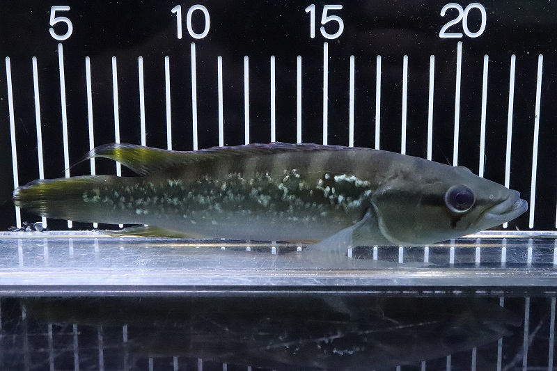 メーカー再生品 淡水魚 超大特価 ダイヤモンドパイクシクリッド ワイルド ラジェアード産 ワイルド 個体販売 19cm 大型魚 生体 熱帯魚 nko 観賞魚 Knafehhouse Com メーカー再生品 淡水魚 超大特価 ダイヤモンドパイクシクリッド ワイルド ラジェアード産 ワイルド 個体販売 19cm 大型魚 生体 熱帯魚 nko 観賞魚 Knafehhouse Com