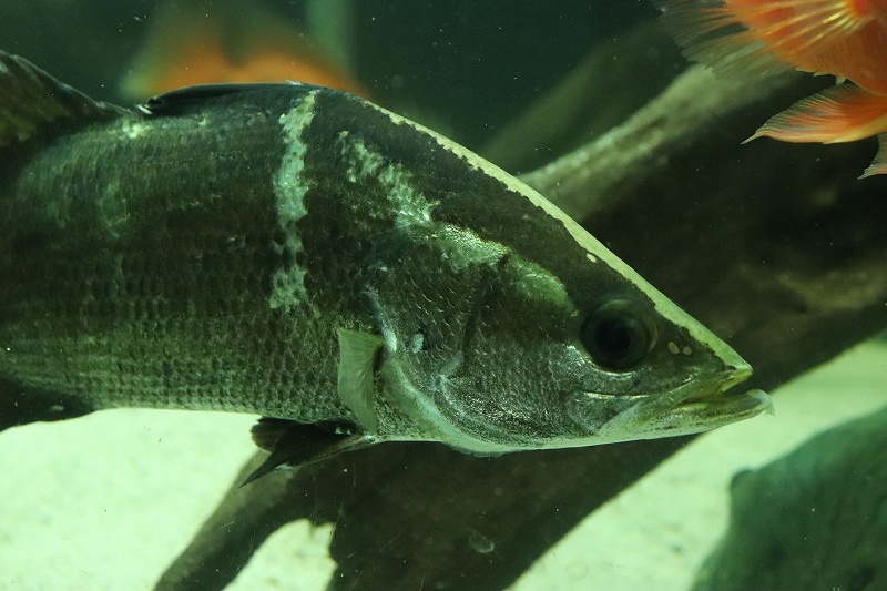 淡水魚 レアサイズ 完全淡水管理 ビックサイズ アカメ 個体販売 26cm 大型魚 生体 熱帯魚 nko ペットバルーン ネットショップ 淡水魚 レアサイズ 完全淡水管理 ビックサイズ アカメ 個体販売 26cm 大型魚 生体 熱帯魚 nko ペットバルーン ネットショップ