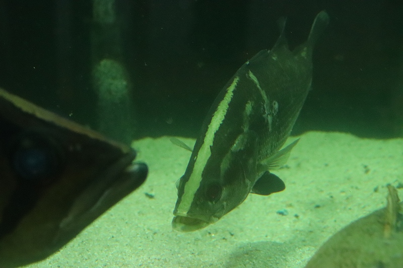 淡水魚 レアサイズ 完全淡水管理 ビックサイズ アカメ 個体販売 26cm 大型魚 生体 熱帯魚 nko ペットバルーン ネットショップ 淡水魚 レアサイズ 完全淡水管理 ビックサイズ アカメ 個体販売 26cm 大型魚 生体 熱帯魚 nko ペットバルーン ネットショップ