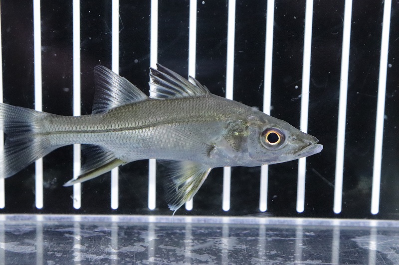 淡水魚 超激レア スリナム共和国 サウスアメリカンパーチ スパインソードスヌーク スリナムリバー産ワイルド 個体販売 生体 熱帯魚 nko ペットバルーン ネットショップ 淡水魚 超激レア スリナム共和国 サウスアメリカンパーチ スパインソードスヌーク スリナムリバー産ワイルド 個体販売 生体 熱帯魚 nko ペットバルーン ネットショップ
