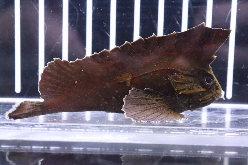 淡水魚 激安 No3 淡水スコーピオンフィッシュ 個体販売 9cm 生体 熱帯魚 Nk ペットバルーン ネットショップ