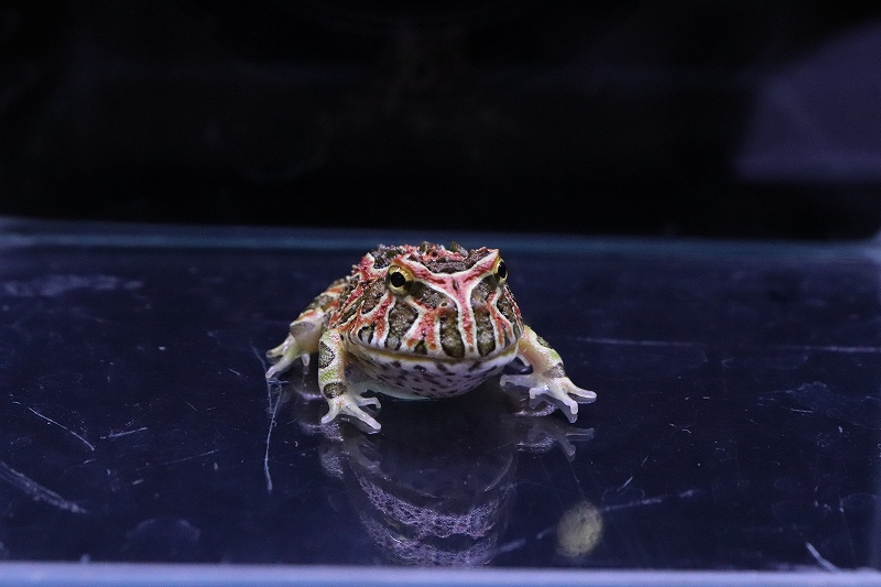 ベルツノガエル おもちゃ ぬいぐるみ おもちゃ ぬいぐるみ 返品?交換 