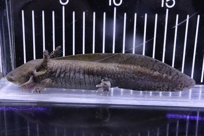 淡水魚 変わり種 No1 パターンレス アンダーソンサラマンダー ウーパールーパー マーブル 個体販売 17cm 生体 熱帯魚 Nk ペットバルーン ネットショップ