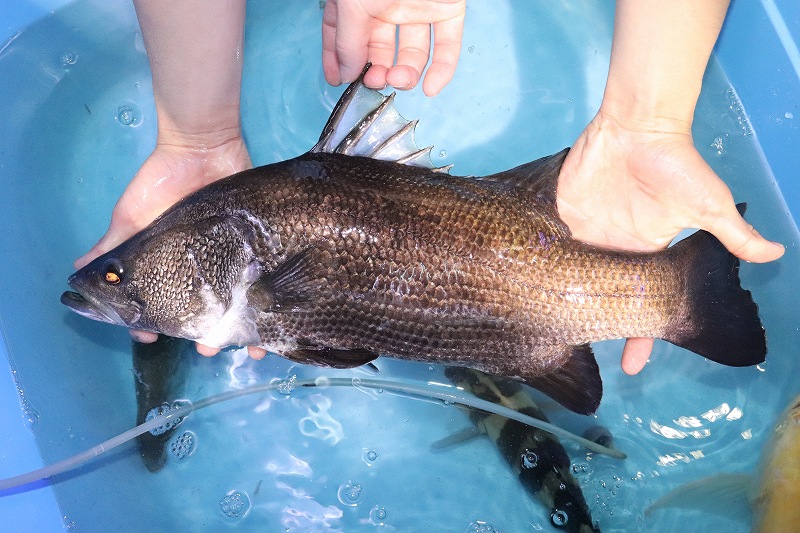 淡水魚】爆安 ビッグサイズ アカメ【個体販売】(±48-50cm)(大型魚 ...