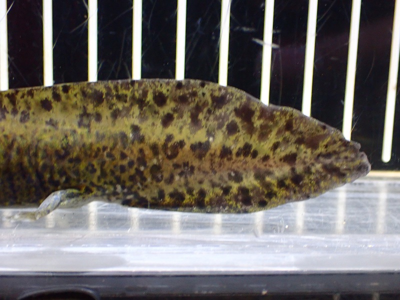 淡水魚】ハイブリット個体 NoC アンダーソンサラマンダー 淡水魚】ハイブリット個体 NoC アンダーソンサラマンダー